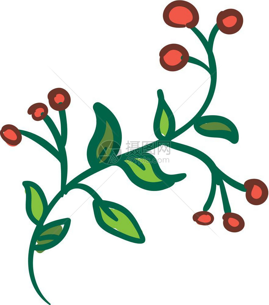 绿色的苦味植物有七叶和九莓果矢量彩色画或插图图片