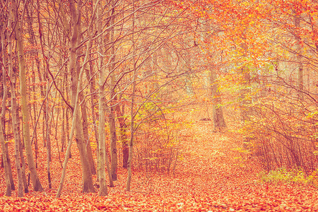 自然户外风景林地概念森的秋叶灌木森林的落下小植被森林秋叶灌木图片