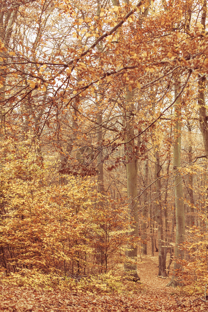 秋天自然颜色森林景观变化植被色概念秋天自然颜色图片