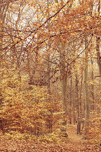 秋天自然颜色森林景观变化植被色概念秋天自然颜色图片