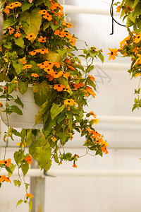 园艺自然概念以挂在墙上的橙子花把灌木丛闭上挂在墙的橙子花挂在墙上布什挂在墙上的橙子花挂在墙上图片