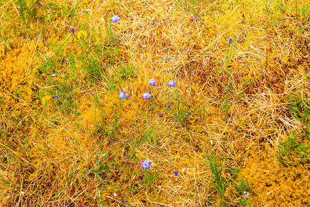 春天或夏用紫罗兰花草阳光明媚的天自然春或夏的花朵阳光明媚的天自然背景图片