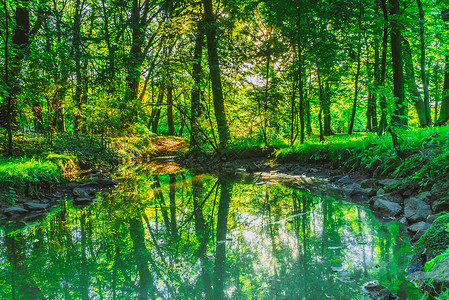 潜河景观带露户绿林夏季以石块在公园中的溪流河自然景观带水流的绿林公园背景