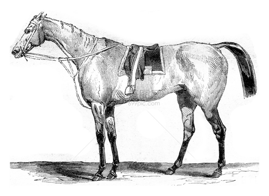 马加辛皮托罗克1845年图片