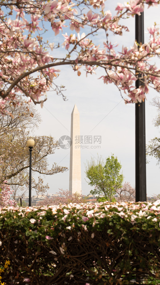 树篱和木之间的开阔可以查看哥伦比亚特区的华盛顿纪念碑图片