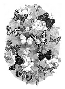 蝴蝶的选择1846年马加辛皮托罗尔克图片