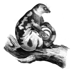 伊巴兰格鲁动物学雕刻高清图片