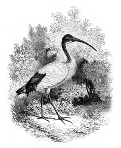 自然历史博物馆Ibis活着1852年MagasinPittoresque1852年背景图片