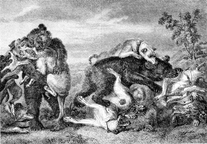熊打架和狗刻着古老的插图马加辛皮托罗克1852年图片