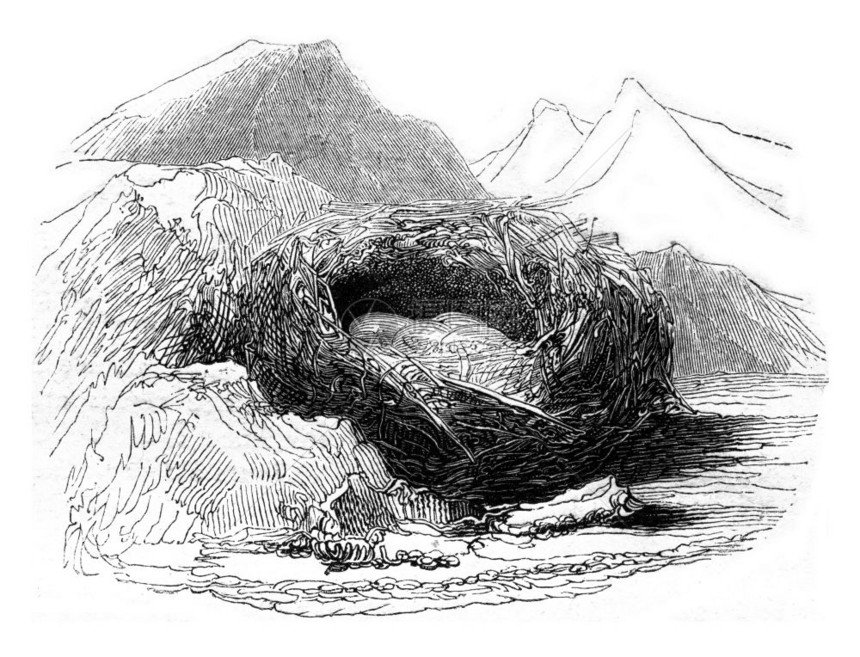 阿尔卑斯山峰之巢1852年马加辛皮托罗尔克图片