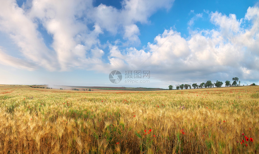 小麦脊髓草原自然成分图片