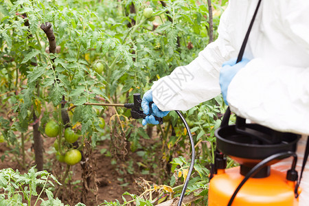 番茄工作农民在蔬菜园喷洒有毒杀虫剂背景