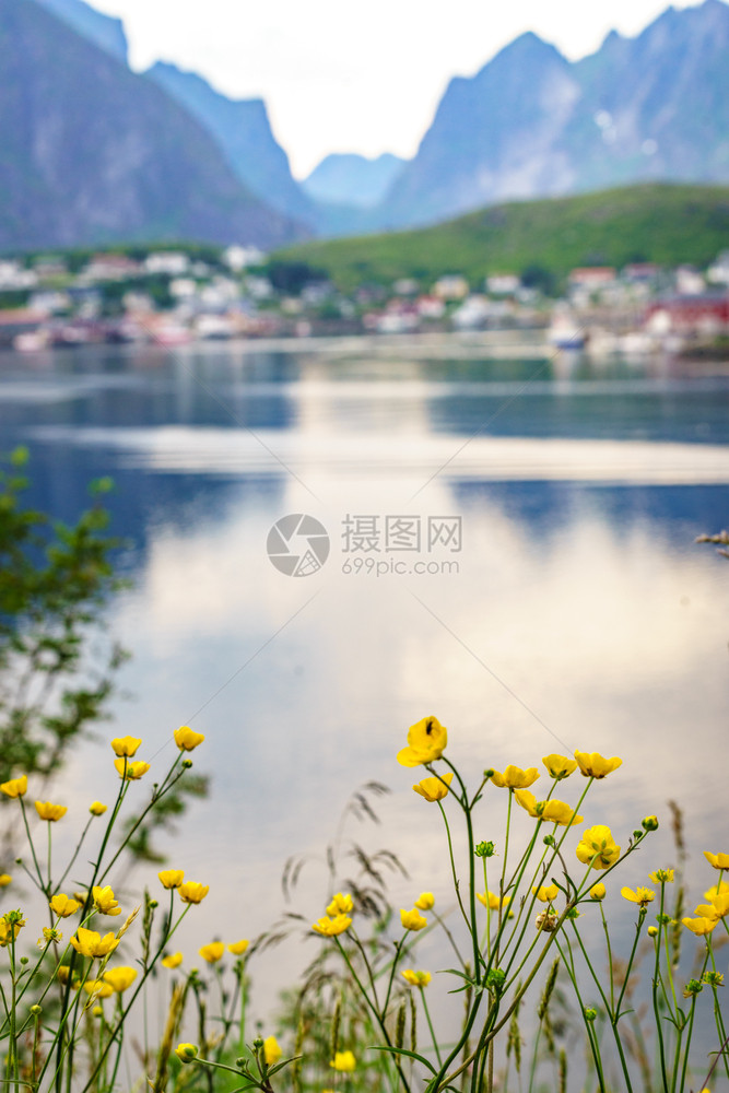 Fjord海岸景观春花和典型的Norwegian渔村挪威ReineLofoten岛旅行目的地挪威渔村ReineLofoten图片