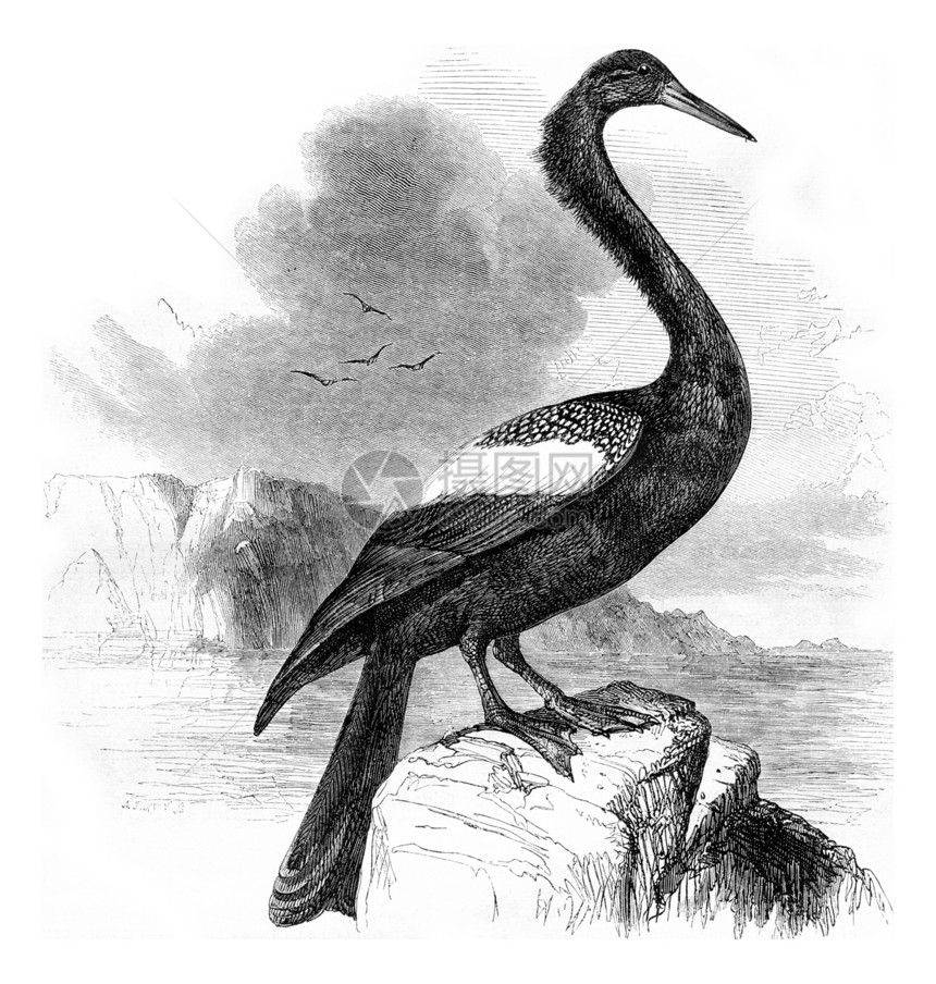 Anhinga1857年的MagasinPittoresque图片