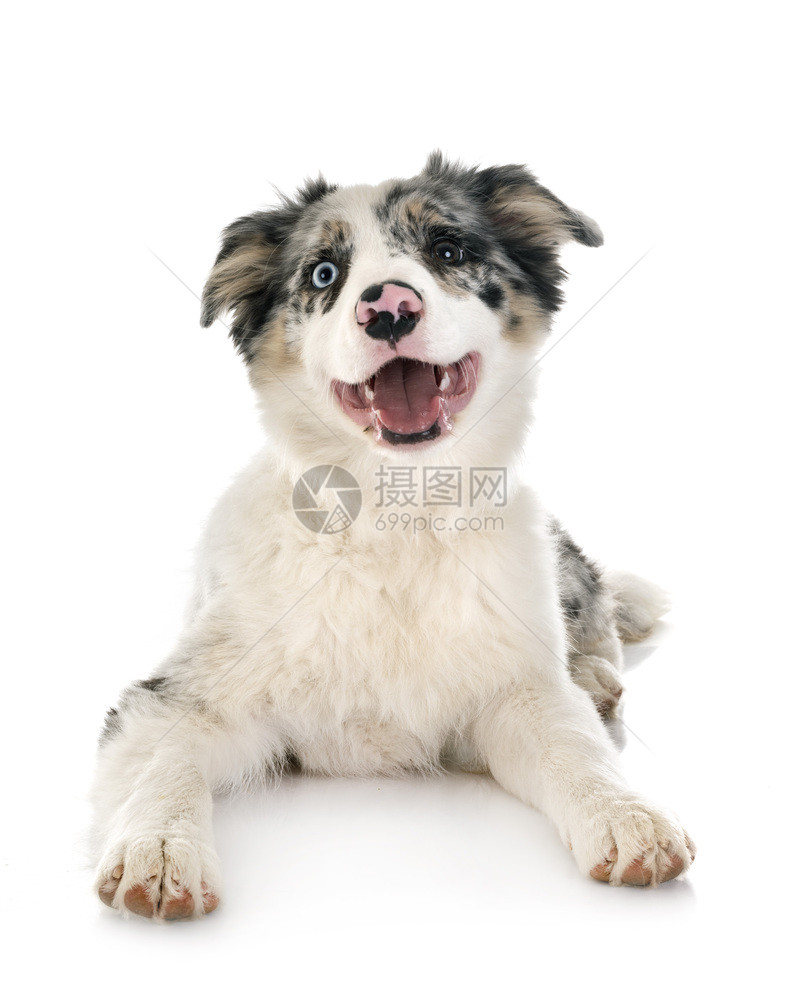白色背景面前的小狗边框collie图片