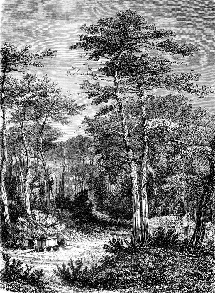 Arcachon森林的景象185年的MagasinPittoresque图片