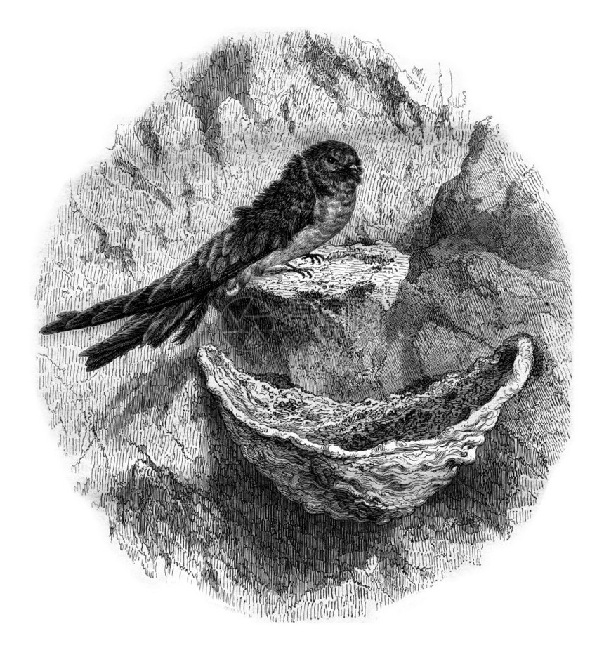 Hirondelle食用巢穴快递刻有古老的插图MagasinPittoresque186年图片