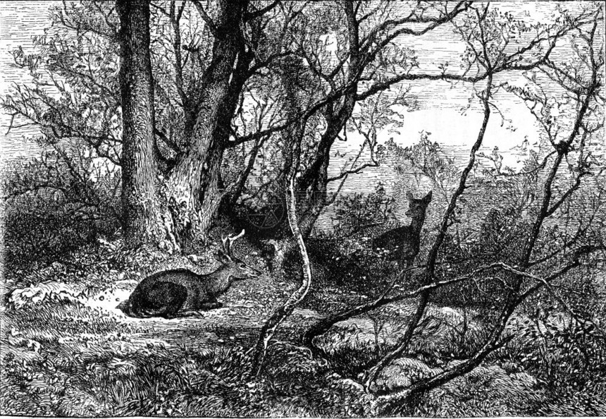 1869年的马加辛皮托罗克图片