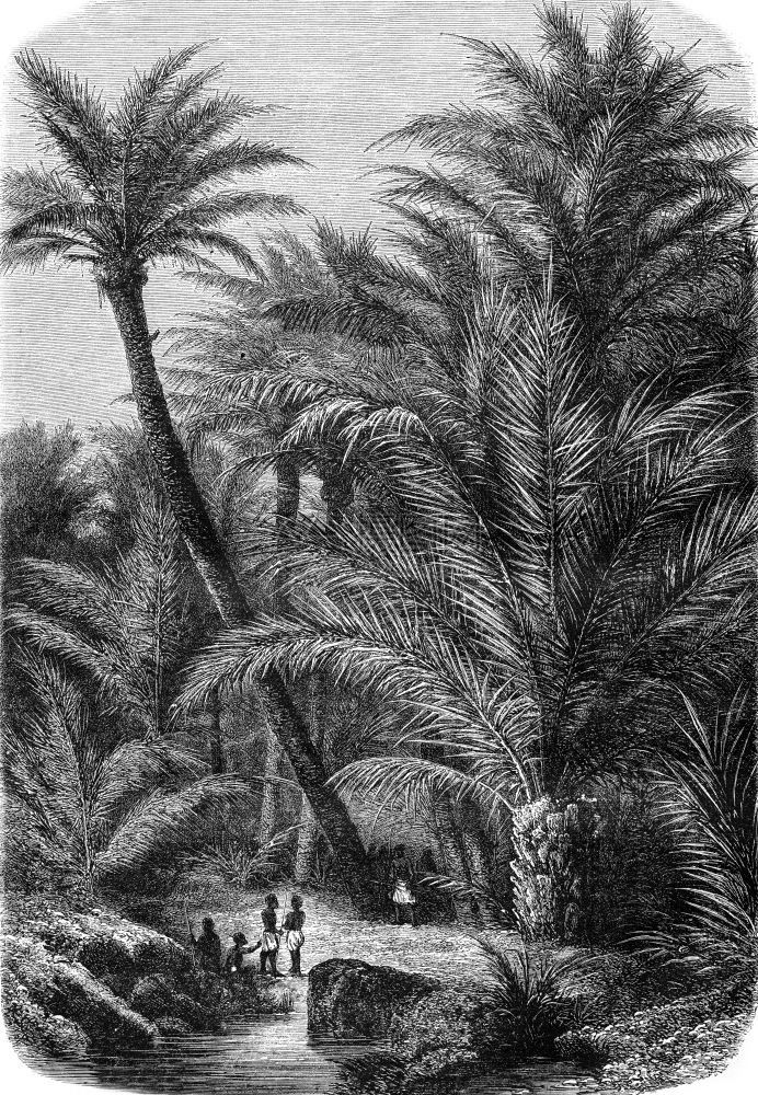 棕榈类1869年的MagasinPittoresque图片