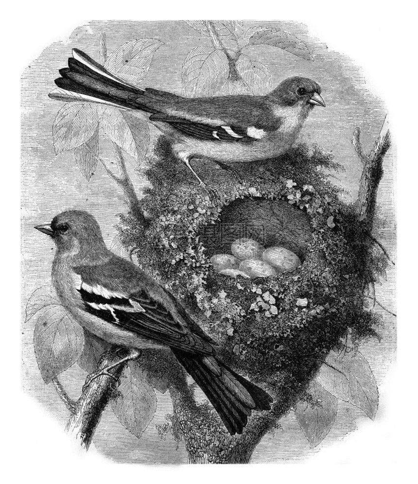 芬奇和她的巢1869年的马加辛皮托罗克图片