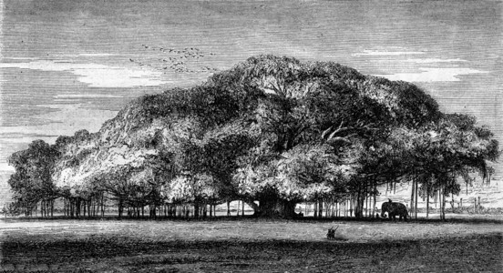 巨大的倍增神圣无花果树加尔各答植物园1869年的玛加辛皮托雷斯克图片