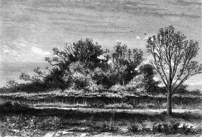 无花果树RoscoffFinistere省1869年的MagasinPittoresque图片