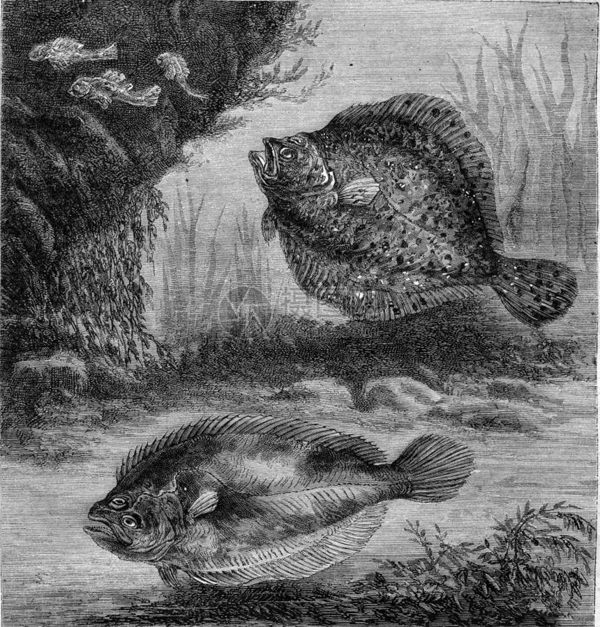 Turbot和Brill1870年马加辛皮托罗尔克图片