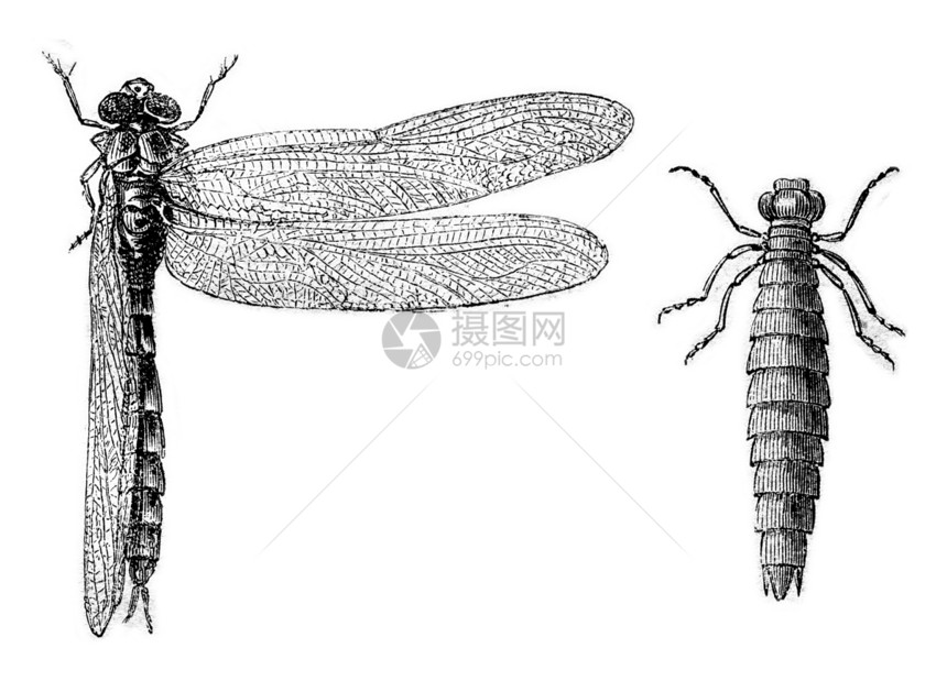 图9受压抑的龙蝇图10底栖的龙蝇幼虫雕刻的古典插图MagasinPittoresque1870年图片