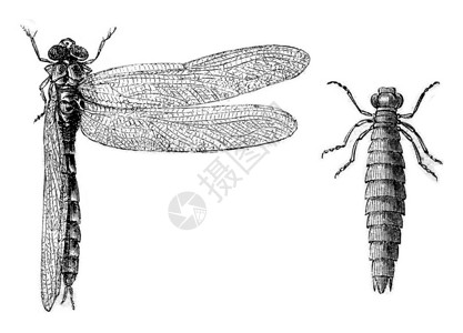蜻蜓白色图9受压抑的龙蝇图10底栖的龙蝇幼虫雕刻的古典插图MagasinPittoresque1870年背景
