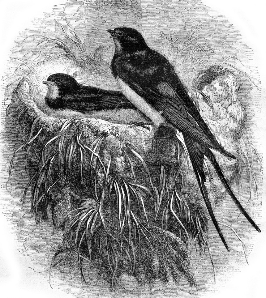 燕子及其巢1870年的马加辛皮托罗克图片