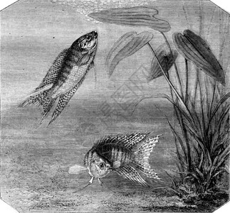 彩色鱼天堂古老的雕刻图例1870年马加辛皮托罗尔克图片