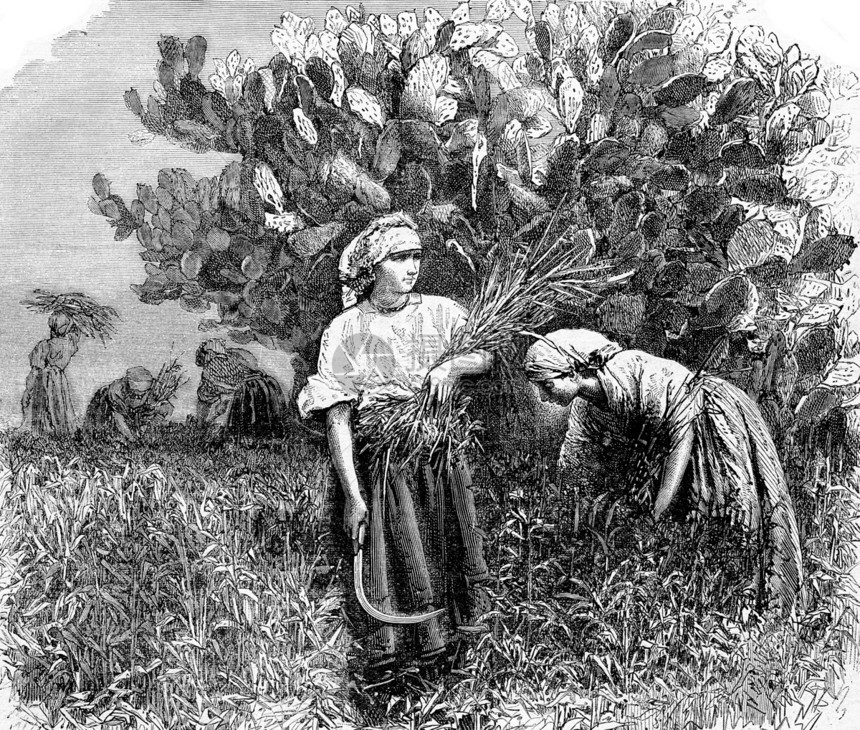 仙人掌的收割1873年的马加辛皮托罗克图片