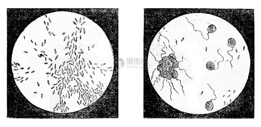 Fig2细菌白蚁Fig3monads蒙眼UvellesUvellaSocialis放大50倍刻有古老的图解1873年的Magas图片