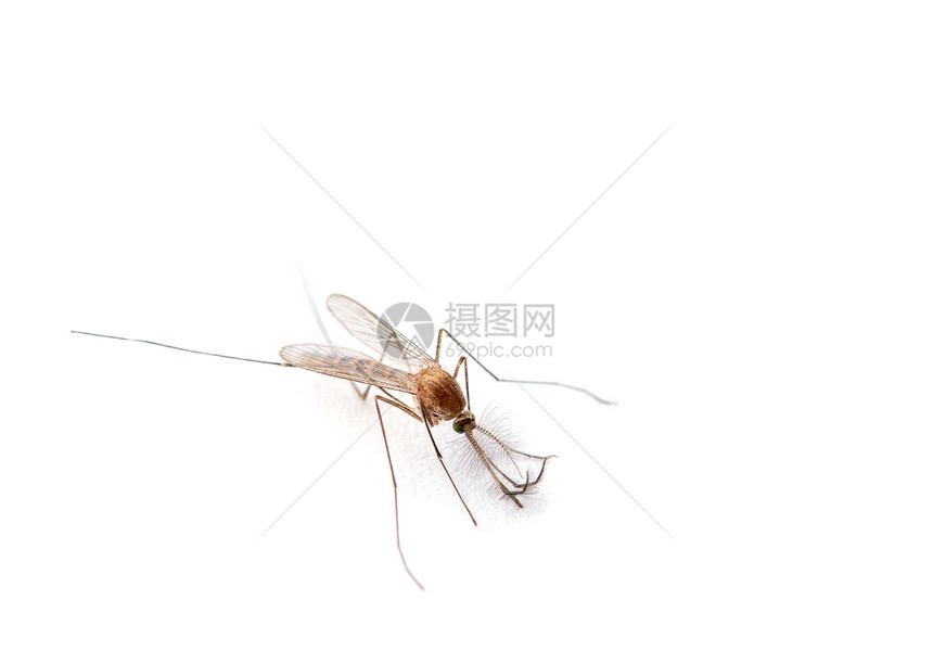 蚊子的超级巨人孤立在白色图片