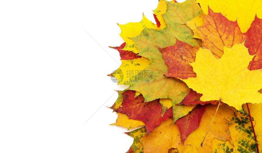 白背景的秋叶图片