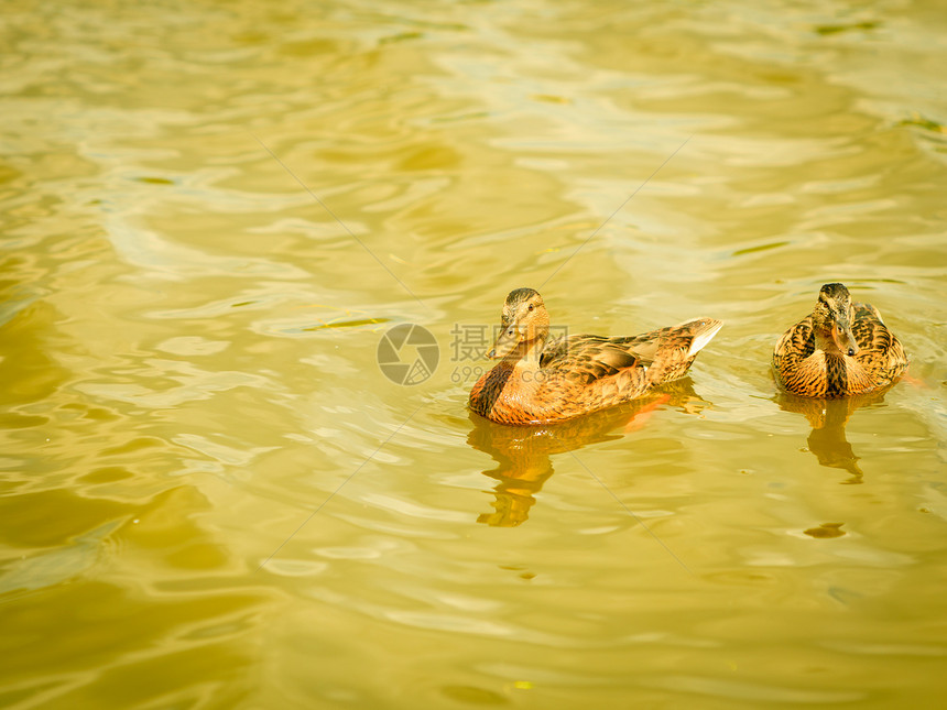 野鸭在水面上子池塘里游泳图片