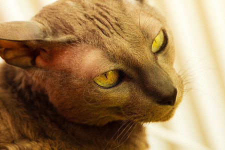 无毛的东方黄眼猫动物宠猫的概念黄眼东方猫图片