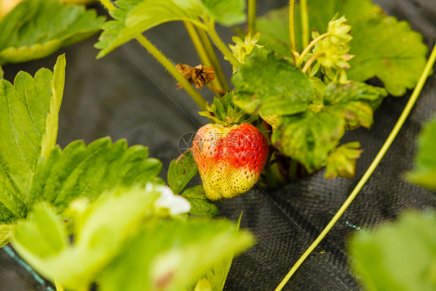 园艺早期收获概念绿熟的草莓与灌木叶密闭绿熟的草莓与叶密闭图片