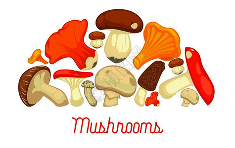 红菇鸡汤可食用蘑菇海报插画