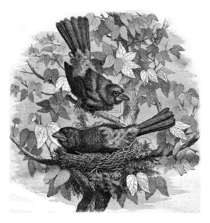 Ramphoselus及其巢古老的雕刻插图187年的MagasinPittoresque图片