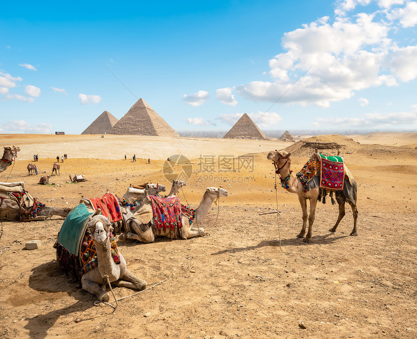 白天在金字塔附近沙漠中的骆驼图片