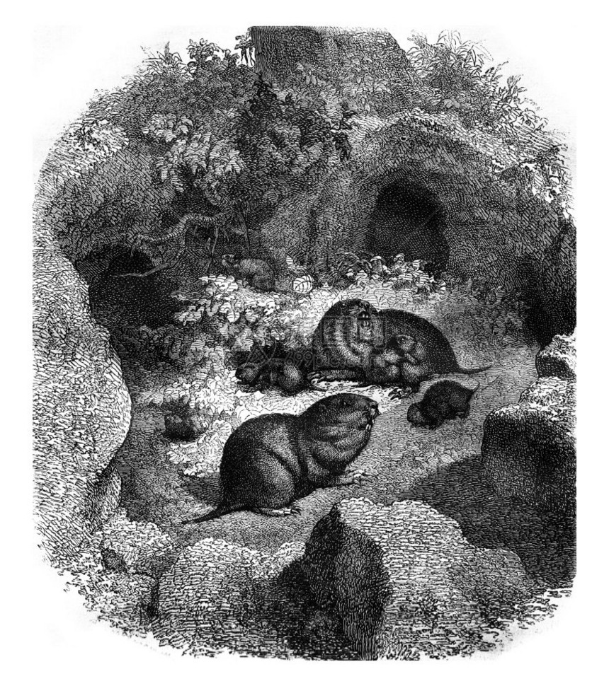 Geomys和它的洞穴古老雕刻插图187年的MagasinPittoresque图片