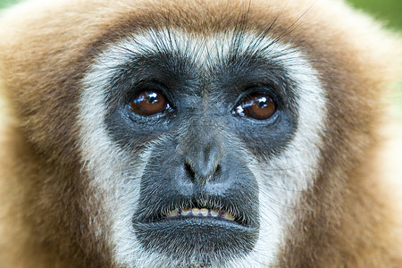 Gibbon近距离接脸在动物园图片