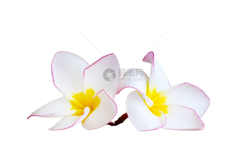 白本上孤立的freangipani花朵图片