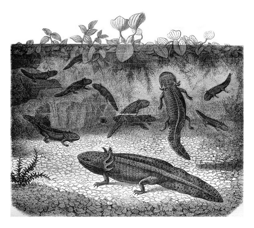 墨西哥的Axolotl重写插图工业百科全书EOLami1875图片
