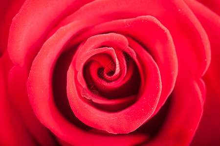 紧的红玫瑰花背景图片