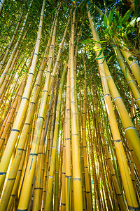 竹芽林草植物图片