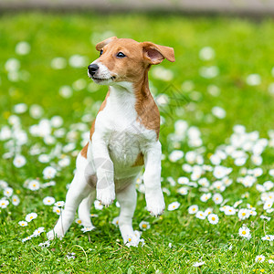 杰克鲁塞尔罗泰瑞野外狗在夏日草地上的野生原高清图片