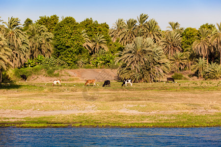 埃及尼罗河上的生活图片