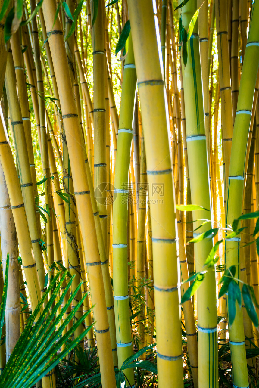 竹木林自然背景竹木植物图片